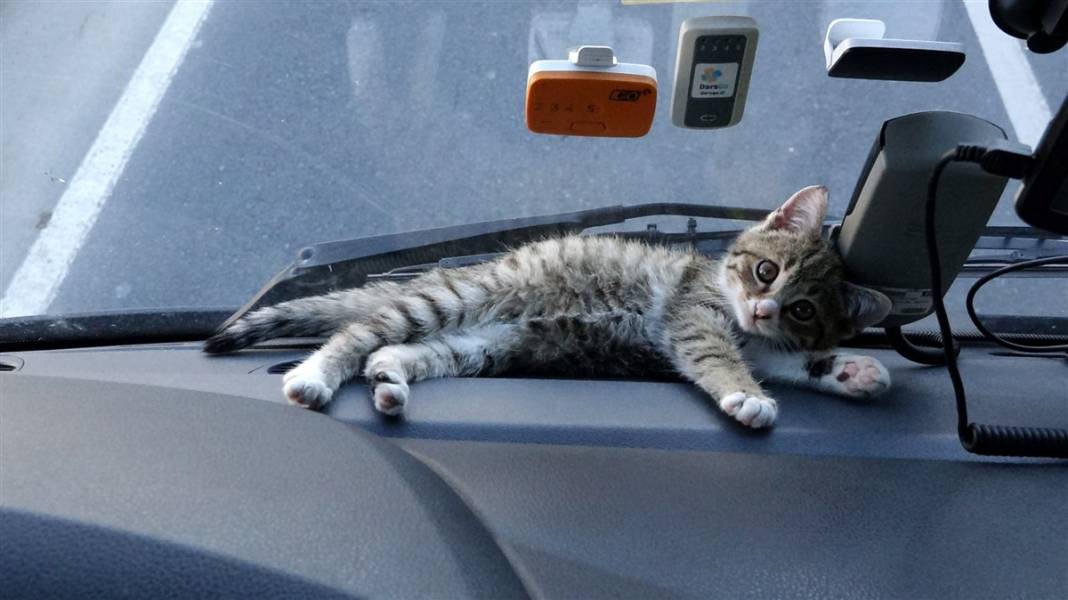 En güzel yol arkadaşı tir soforunun yol arkadasi kedi 7407 dhaphoto9