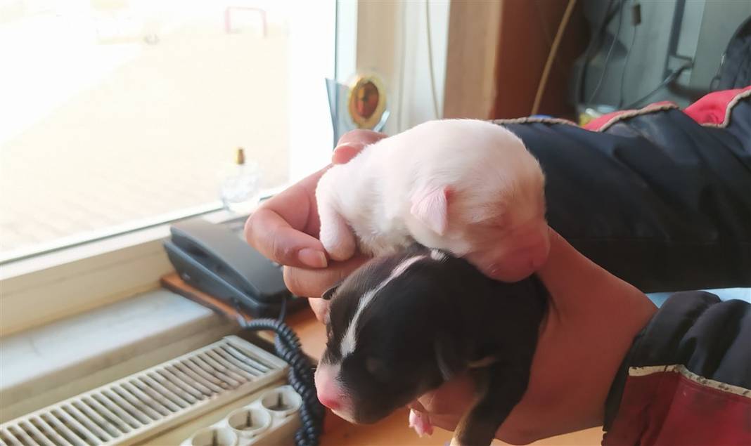 Tekirdağ'da duygulandıran görüntü: Sarı'nın yavruları ölmesin diye seferber oldular 7