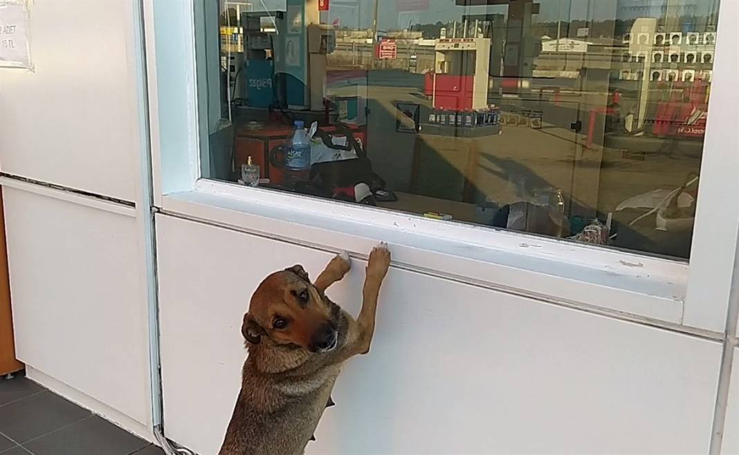 Tekirdağ'da duygulandıran görüntü: Sarı'nın yavruları ölmesin diye seferber oldular 3