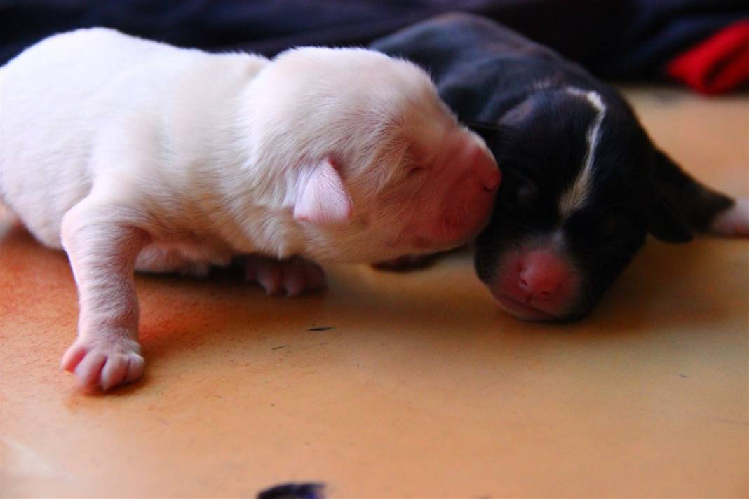 Tekirdağ'da duygulandıran görüntü: Sarı'nın yavruları ölmesin diye seferber oldular 4