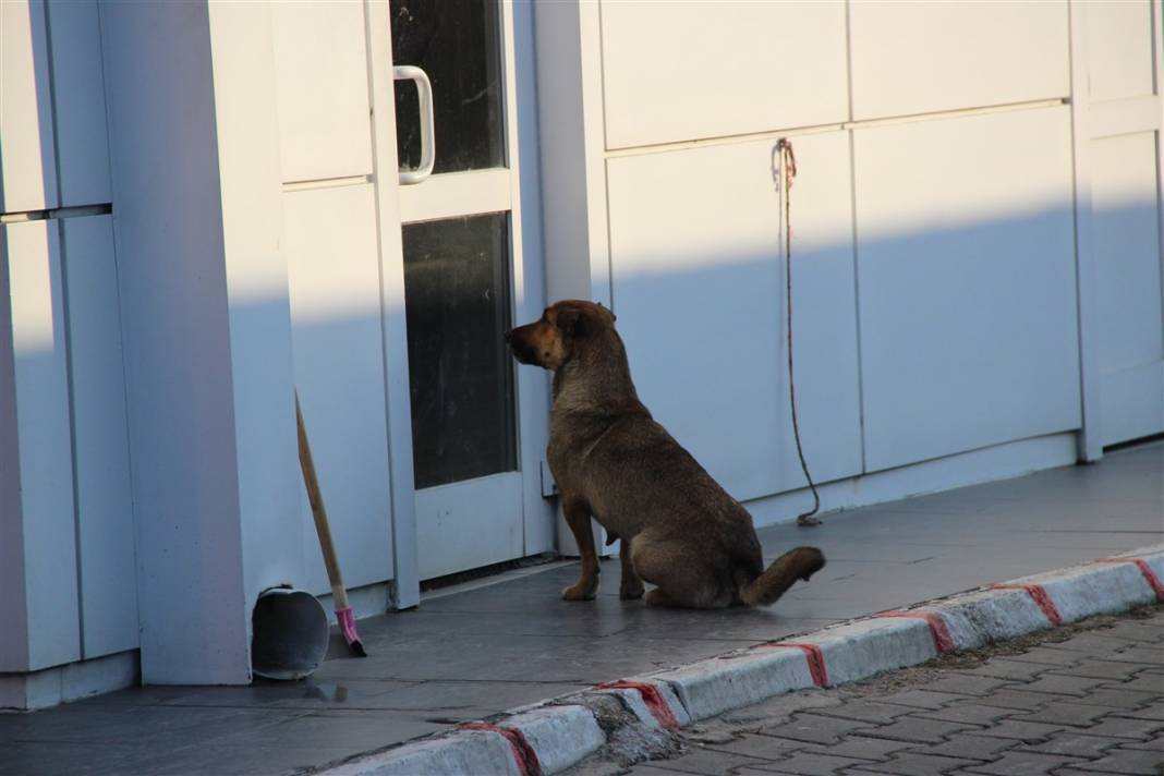 Tekirdağ'da duygulandıran görüntü: Sarı'nın yavruları ölmesin diye seferber oldular 5
