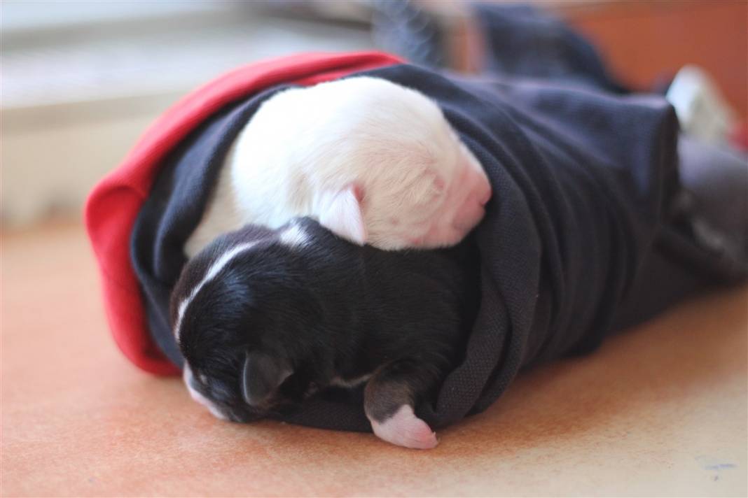 Tekirdağ'da duygulandıran görüntü: Sarı'nın yavruları ölmesin diye seferber oldular 2