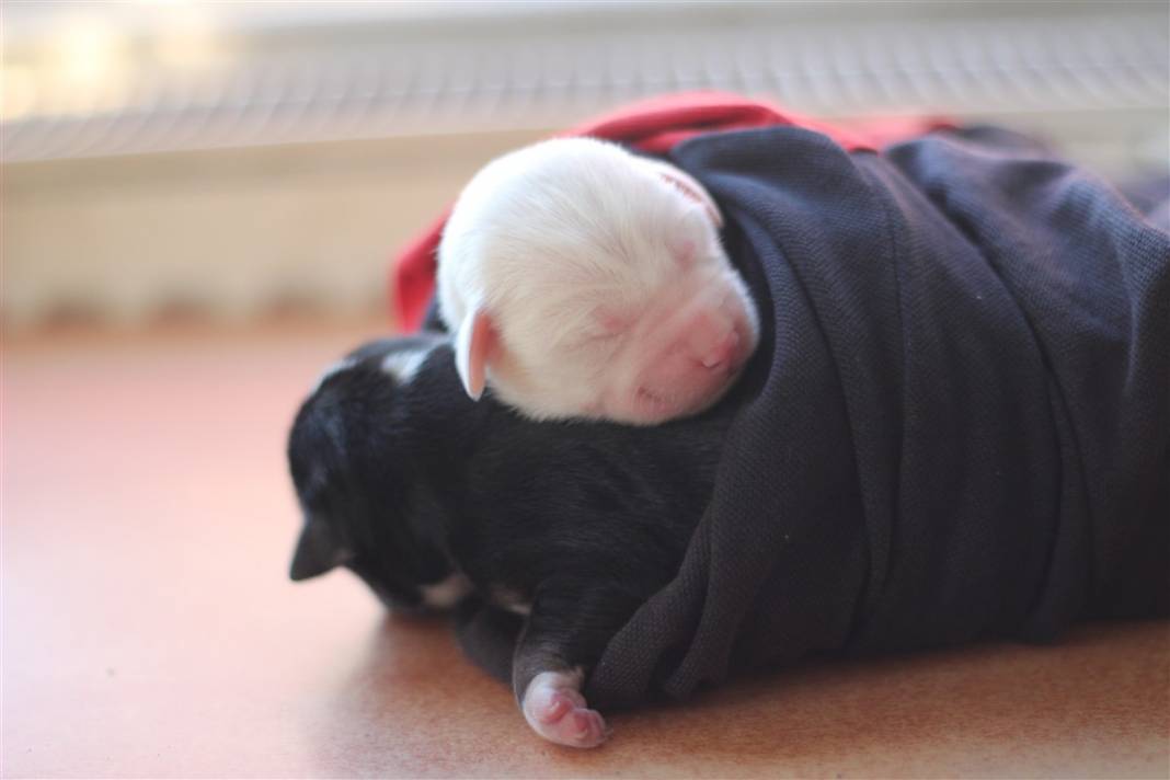 Tekirdağ'da duygulandıran görüntü: Sarı'nın yavruları ölmesin diye seferber oldular 1