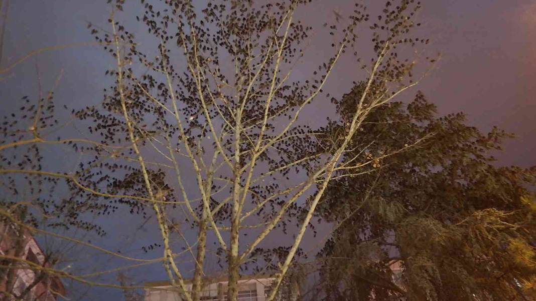 Sığırcık kuşları her akşam dans gösterisi ile mahalle sakinlerini büyülüyorlar 8