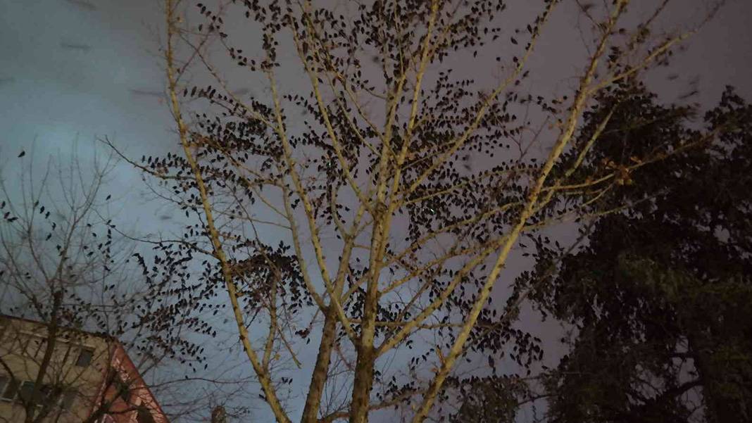 Sığırcık kuşları her akşam dans gösterisi ile mahalle sakinlerini büyülüyorlar 7