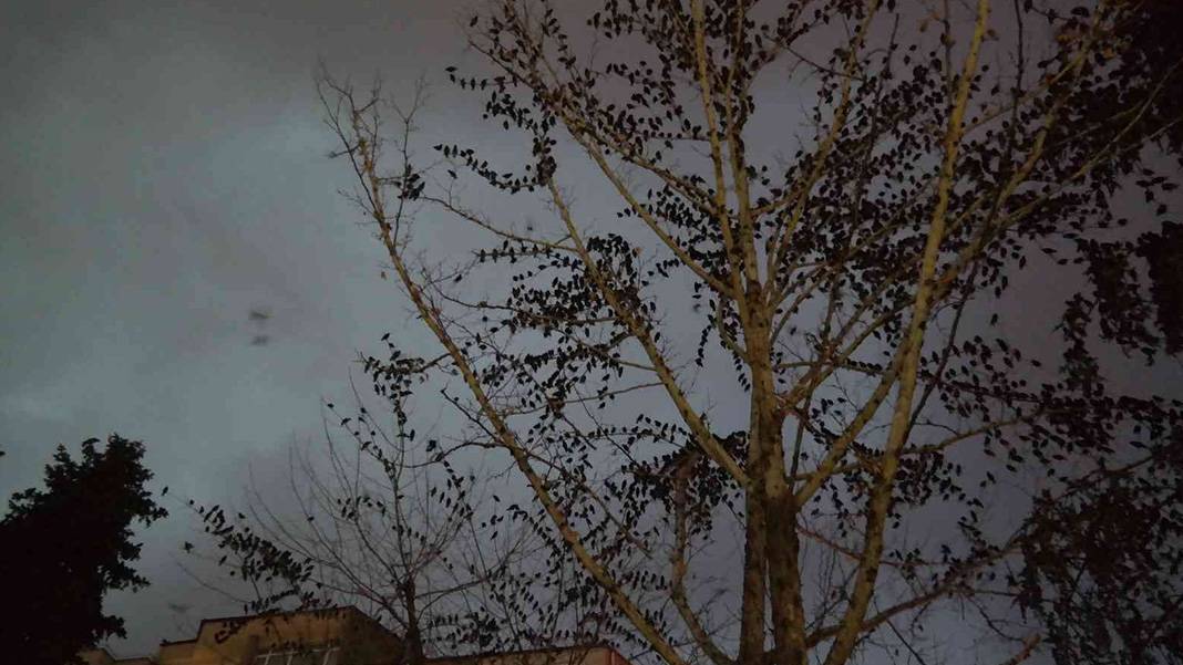 Sığırcık kuşları her akşam dans gösterisi ile mahalle sakinlerini büyülüyorlar 5