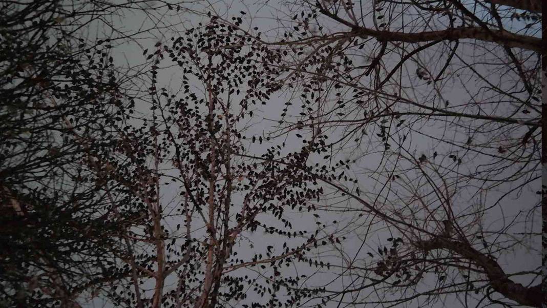 Sığırcık kuşları her akşam dans gösterisi ile mahalle sakinlerini büyülüyorlar 4