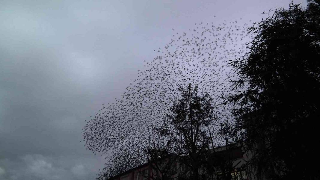 Sığırcık kuşları her akşam dans gösterisi ile mahalle sakinlerini büyülüyorlar 3