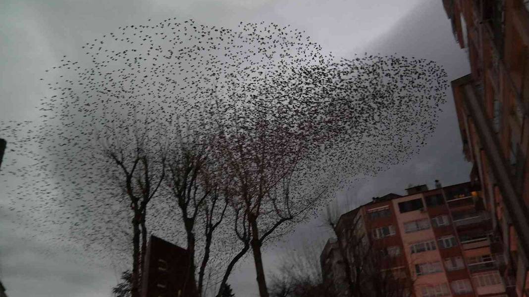 Sığırcık kuşları her akşam dans gösterisi ile mahalle sakinlerini büyülüyorlar 2