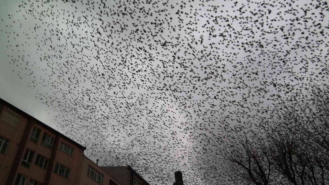 Sığırcık kuşları her akşam dans gösterisi ile mahalle sakinlerini büyülüyorlar 9