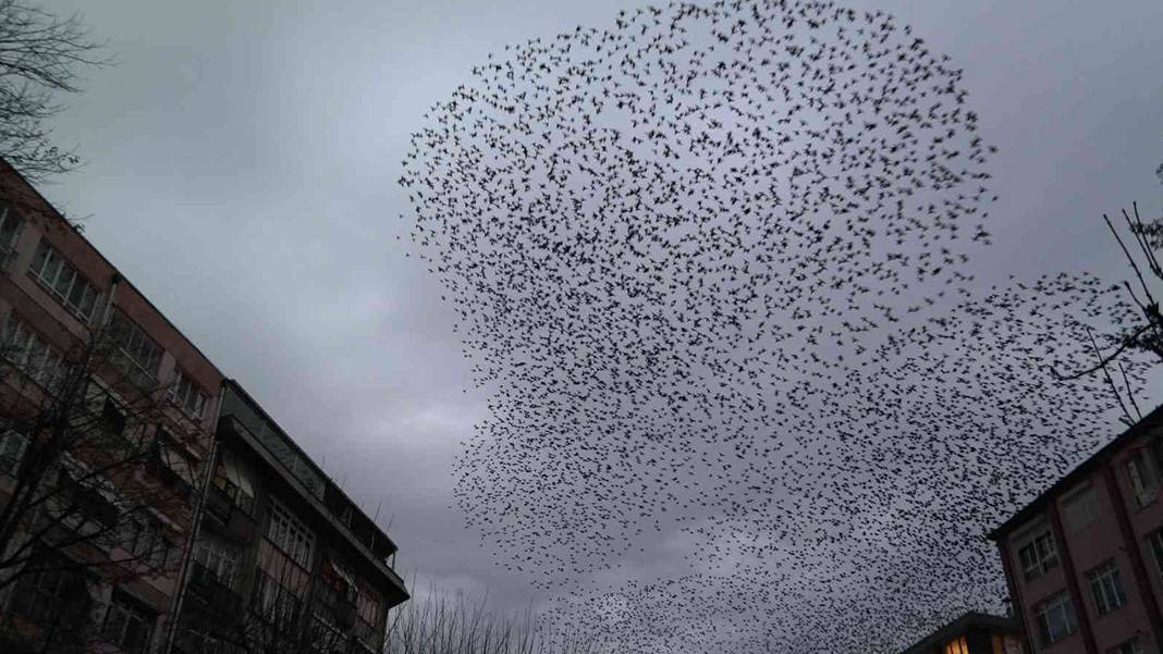 Sığırcık kuşları her akşam dans gösterisi ile mahalle sakinlerini büyülüyorlar 1