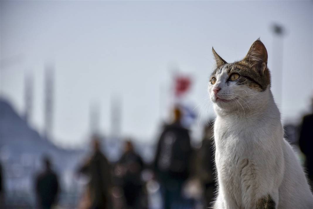 'Kedilerin şehri' İstanbul 4