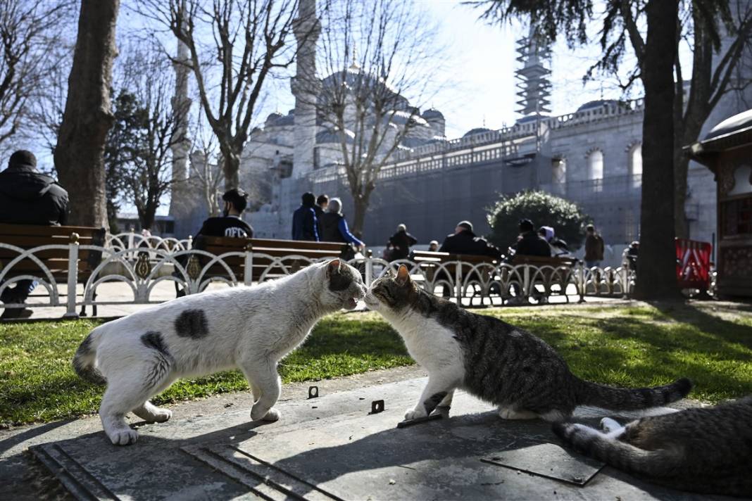 'Kedilerin şehri' İstanbul 3