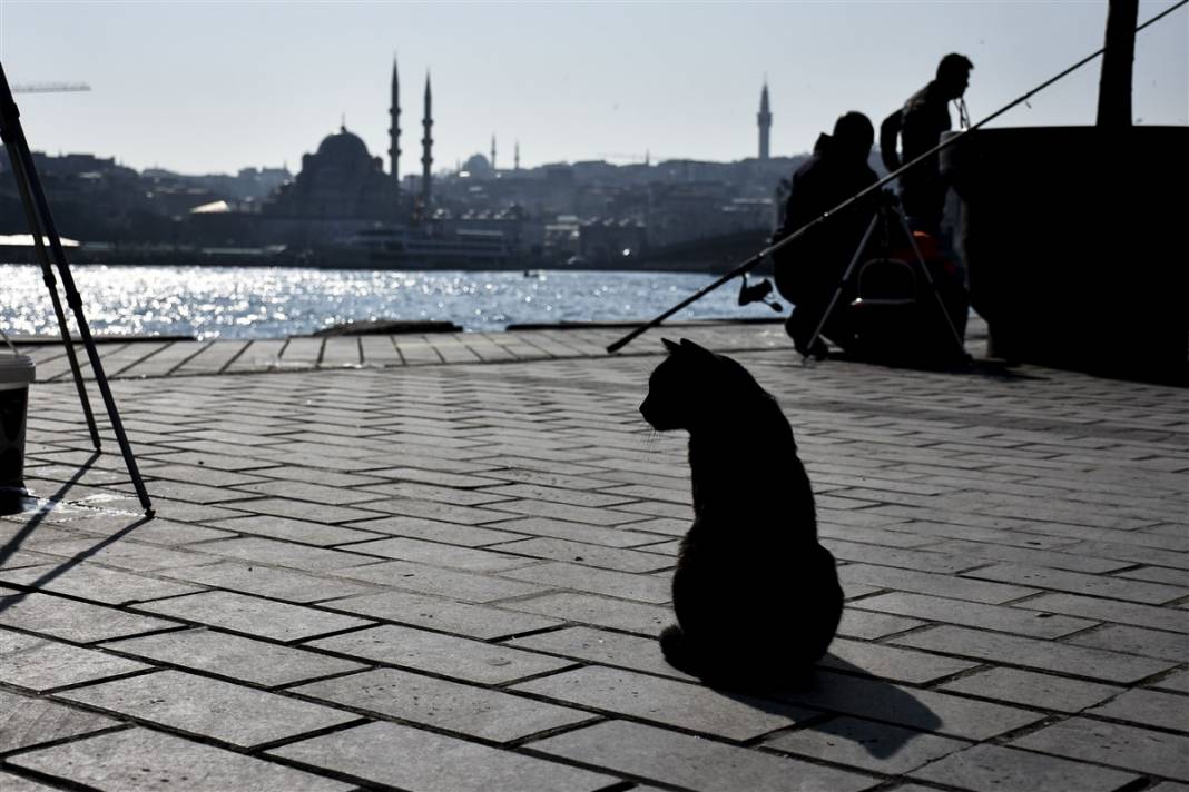 'Kedilerin şehri' İstanbul 2
