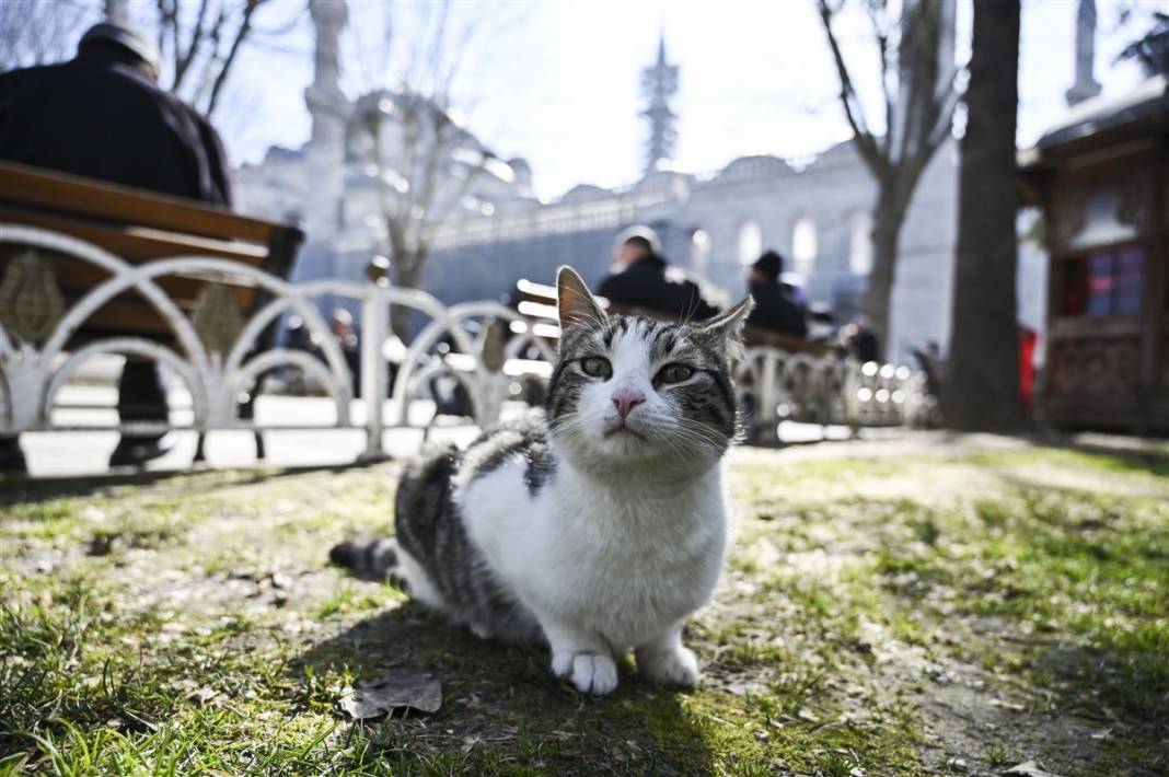 'Kedilerin şehri' İstanbul 1