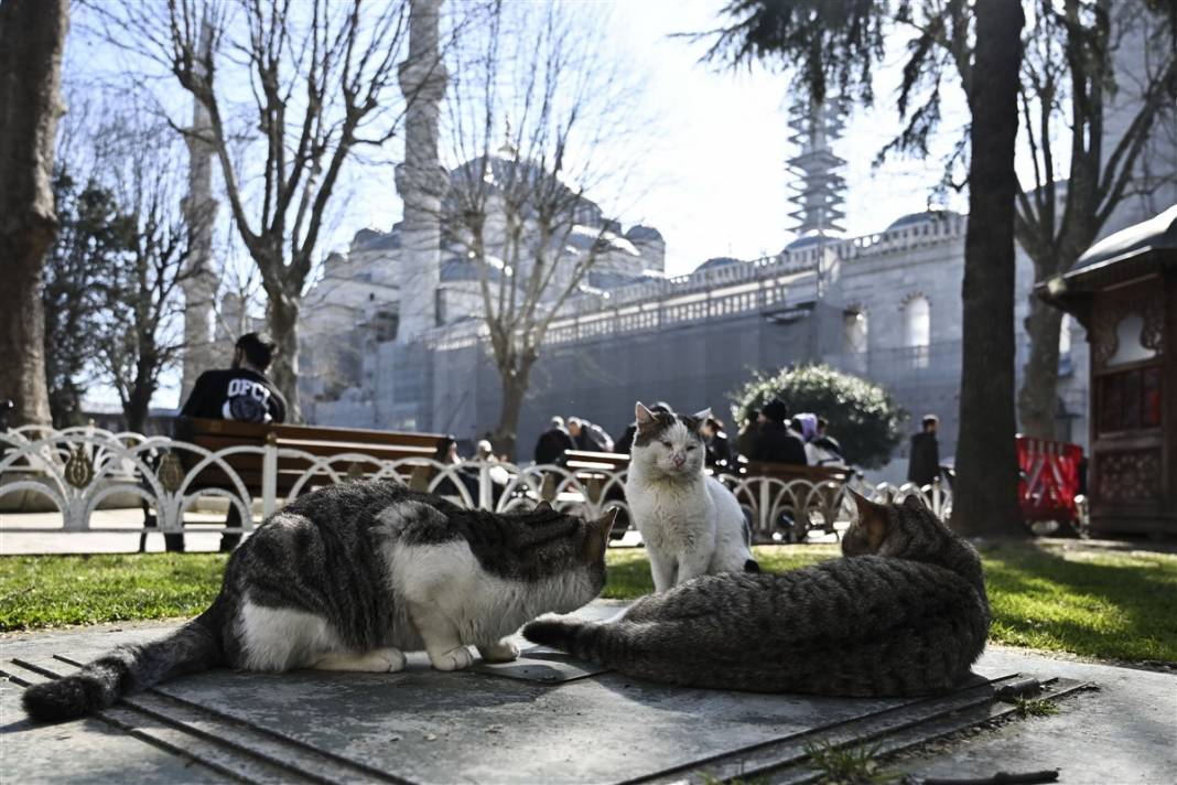 'Kedilerin şehri' İstanbul 50