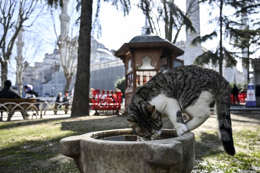 'Kedilerin şehri' İstanbul 46