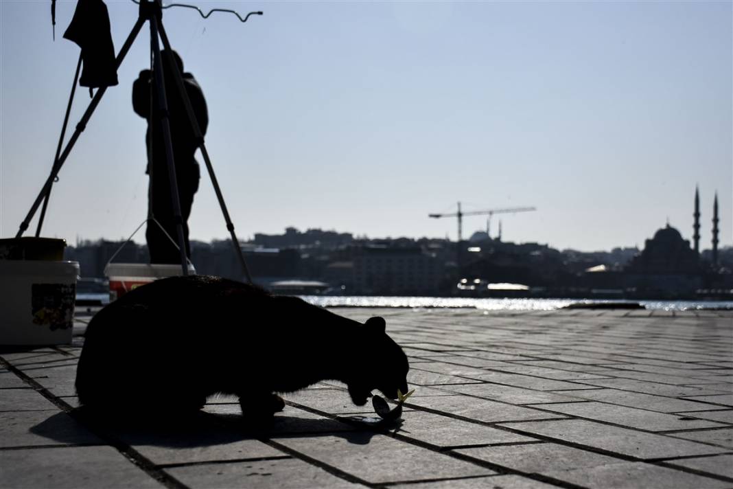 'Kedilerin şehri' İstanbul 48