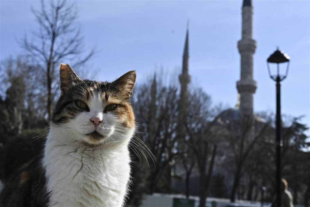 'Kedilerin şehri' İstanbul 47