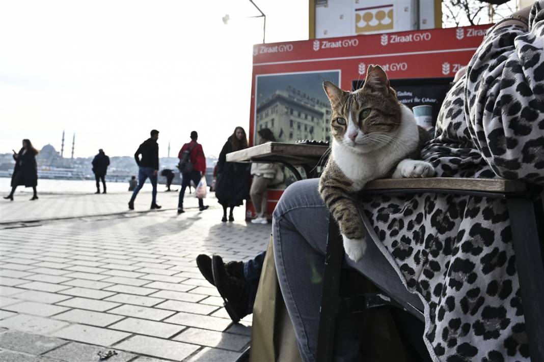 'Kedilerin şehri' İstanbul 45