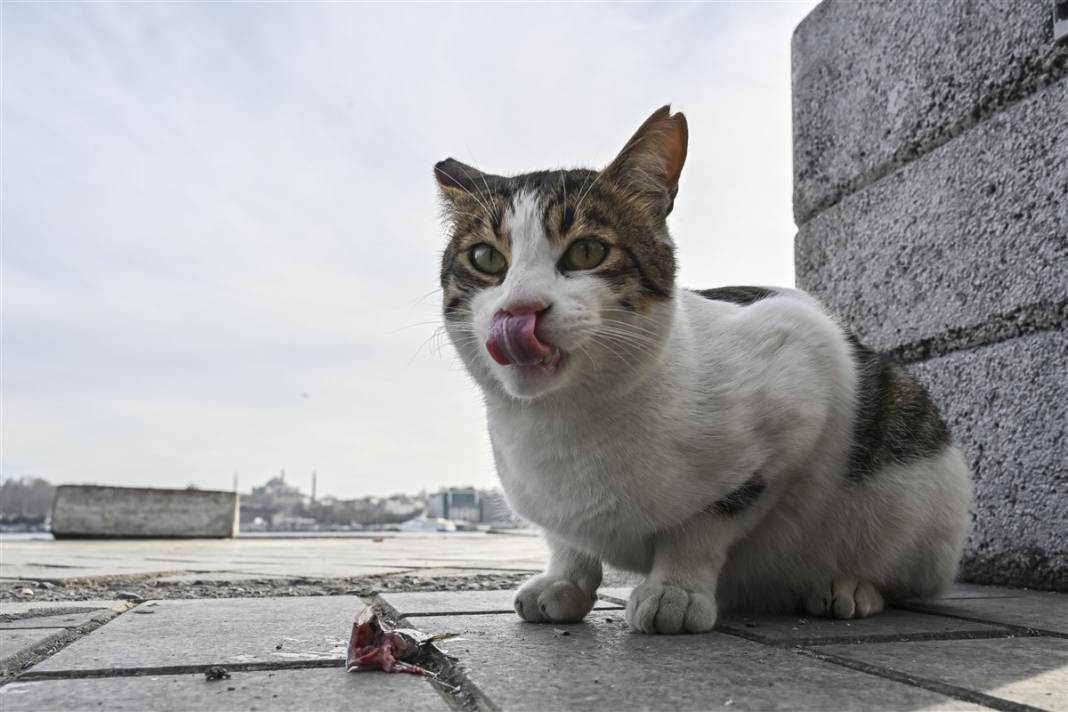 'Kedilerin şehri' İstanbul 44