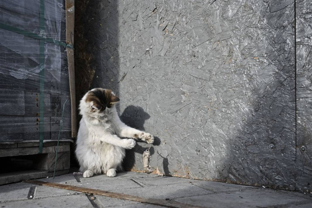 'Kedilerin şehri' İstanbul 43