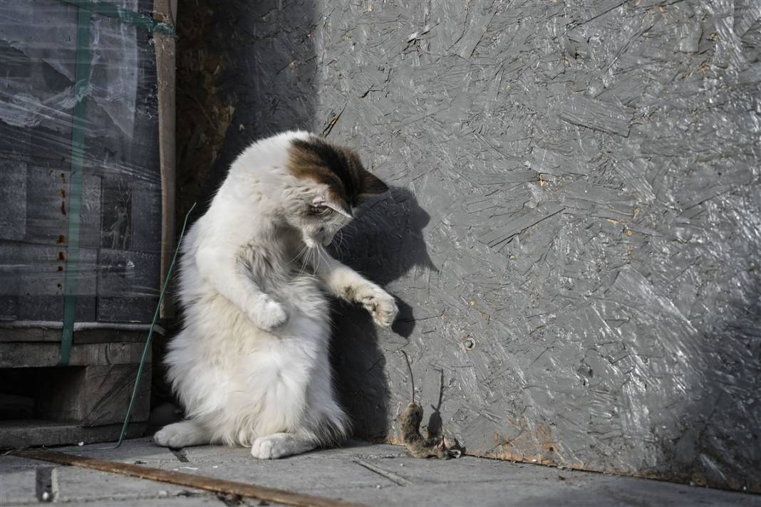'Kedilerin şehri' İstanbul 42