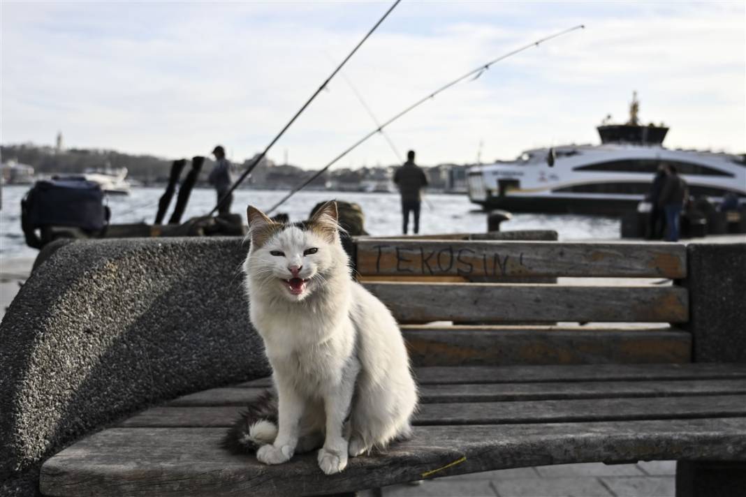'Kedilerin şehri' İstanbul 41