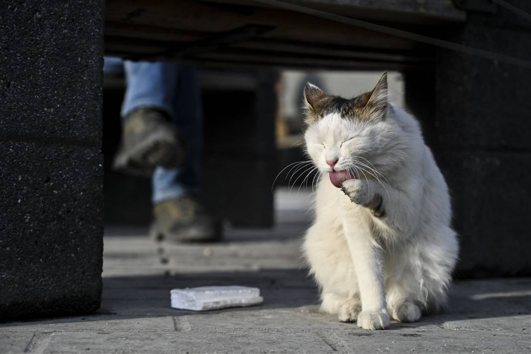 'Kedilerin şehri' İstanbul 40
