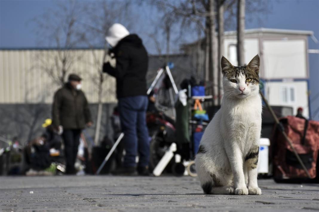 'Kedilerin şehri' İstanbul 39