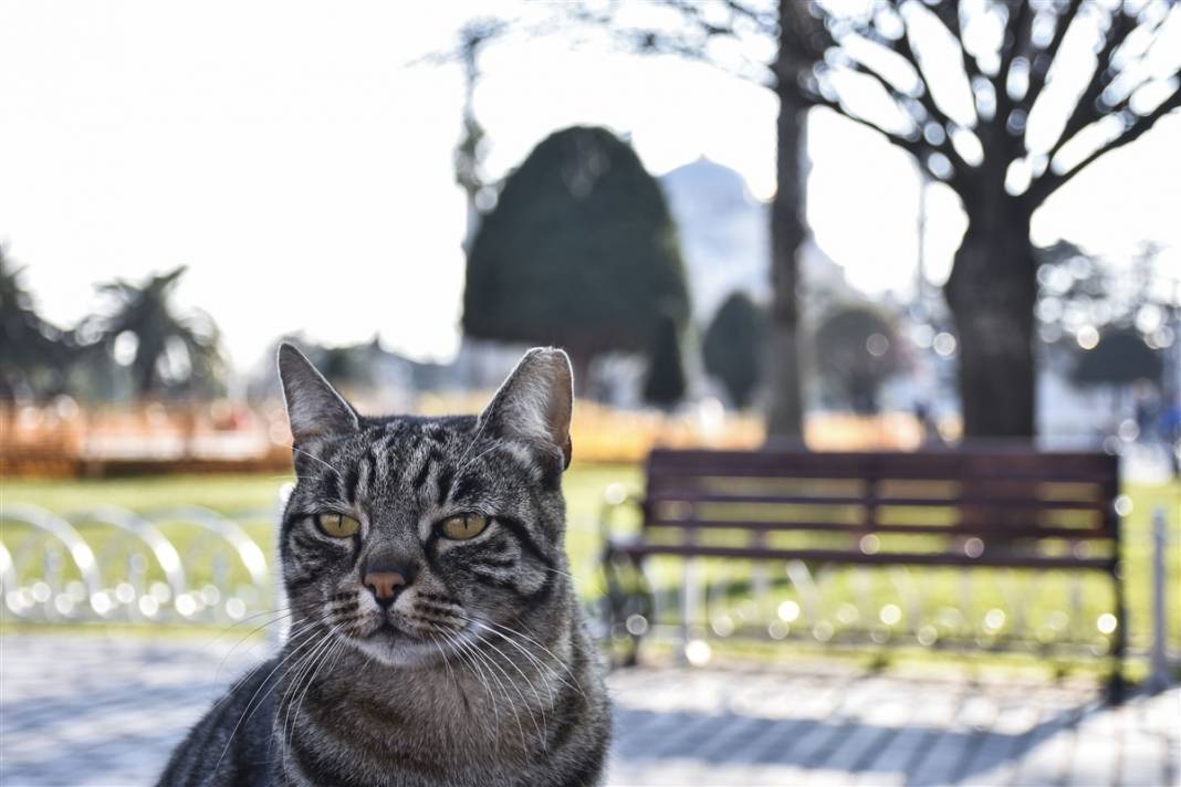 'Kedilerin şehri' İstanbul 37
