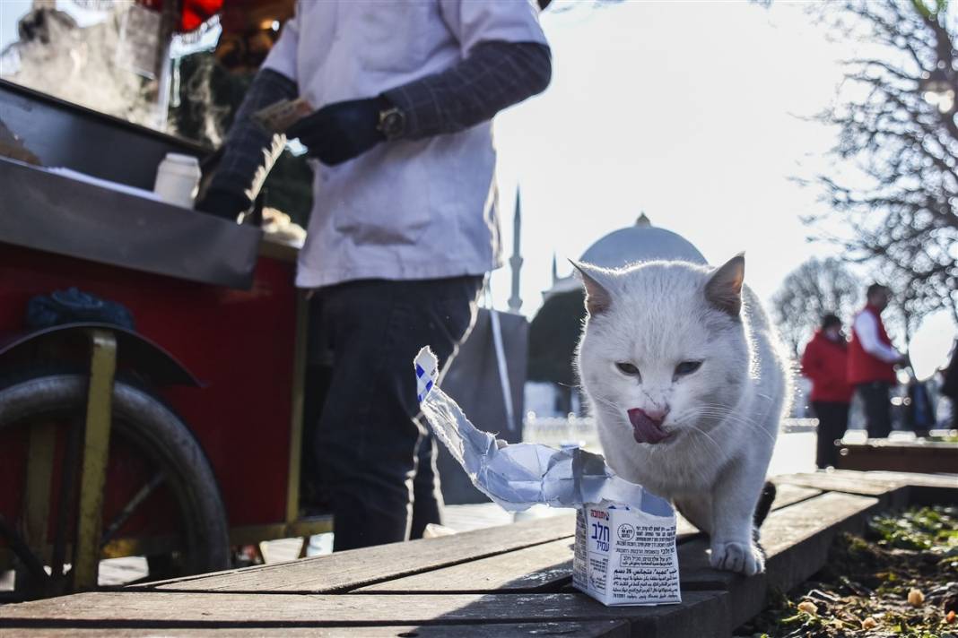 'Kedilerin şehri' İstanbul 36