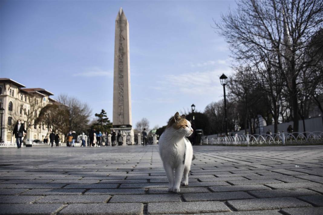 'Kedilerin şehri' İstanbul 35