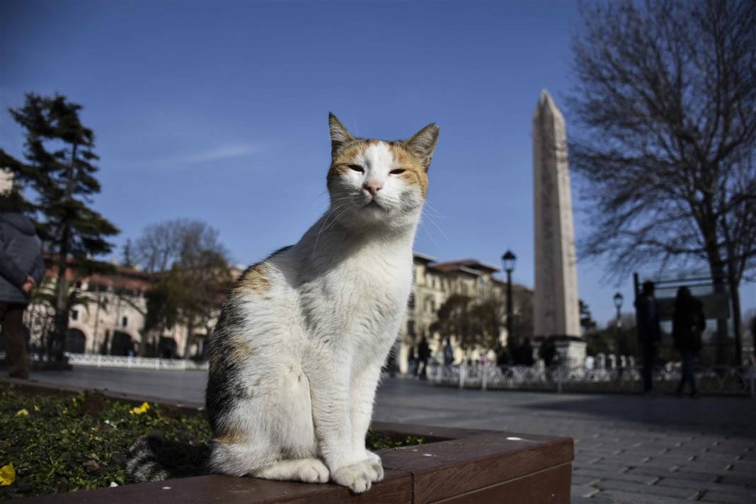 'Kedilerin şehri' İstanbul 34
