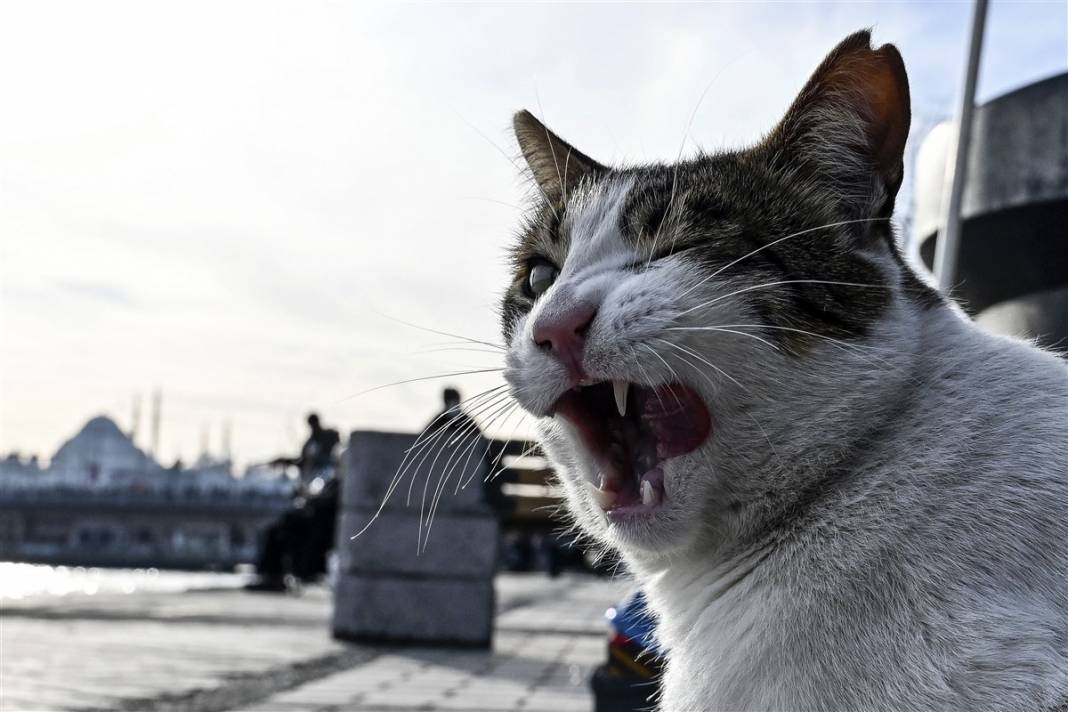 'Kedilerin şehri' İstanbul 33