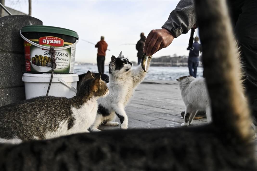 'Kedilerin şehri' İstanbul 31