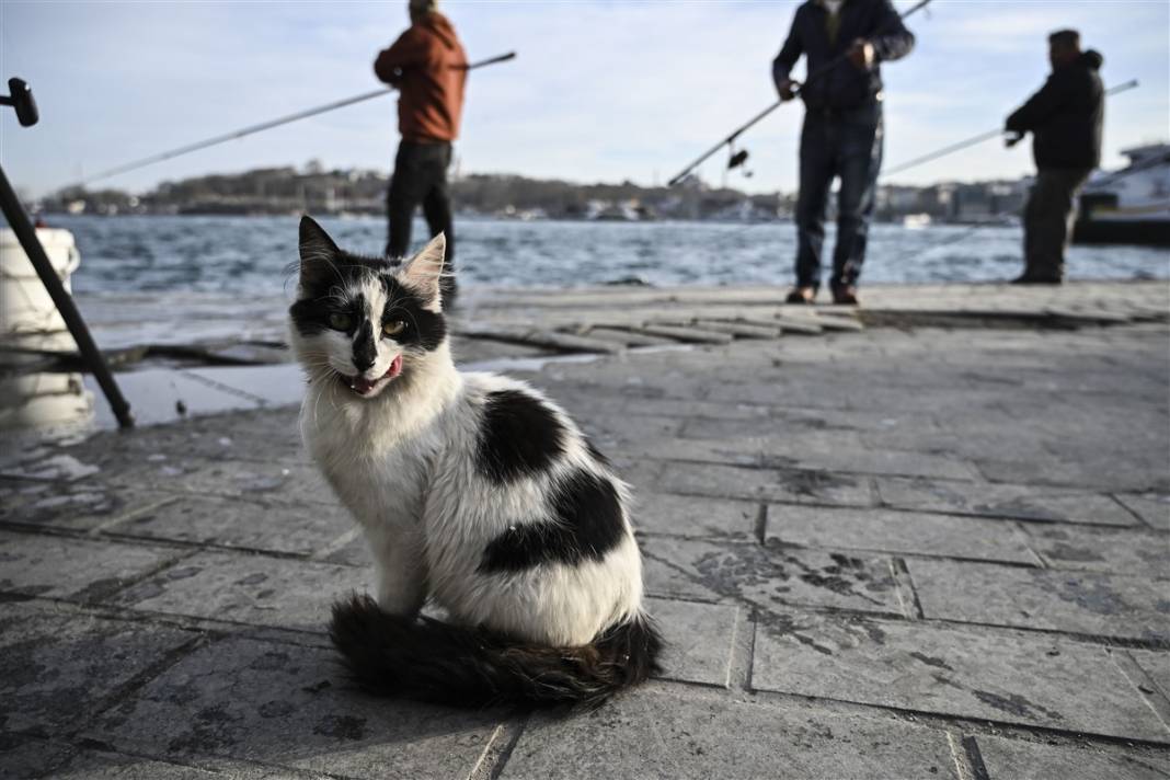 'Kedilerin şehri' İstanbul 30