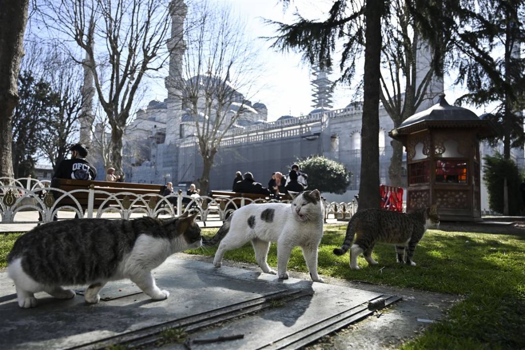 'Kedilerin şehri' İstanbul 29