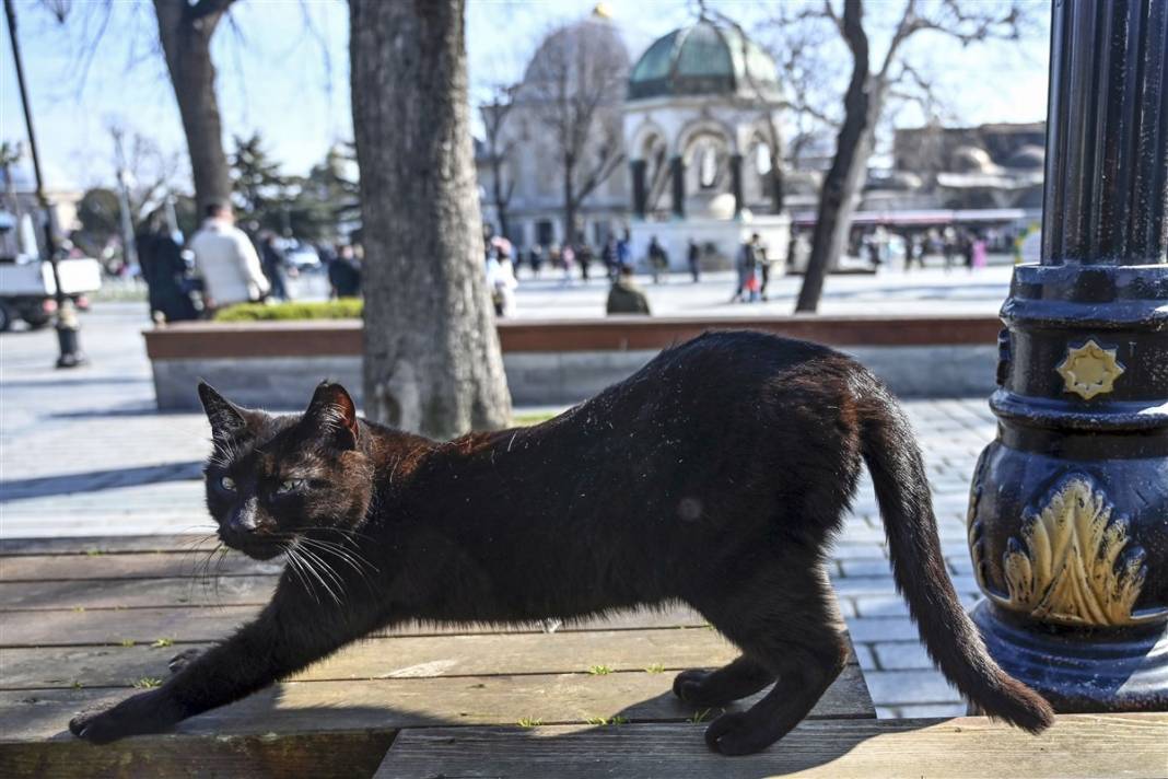 'Kedilerin şehri' İstanbul 28
