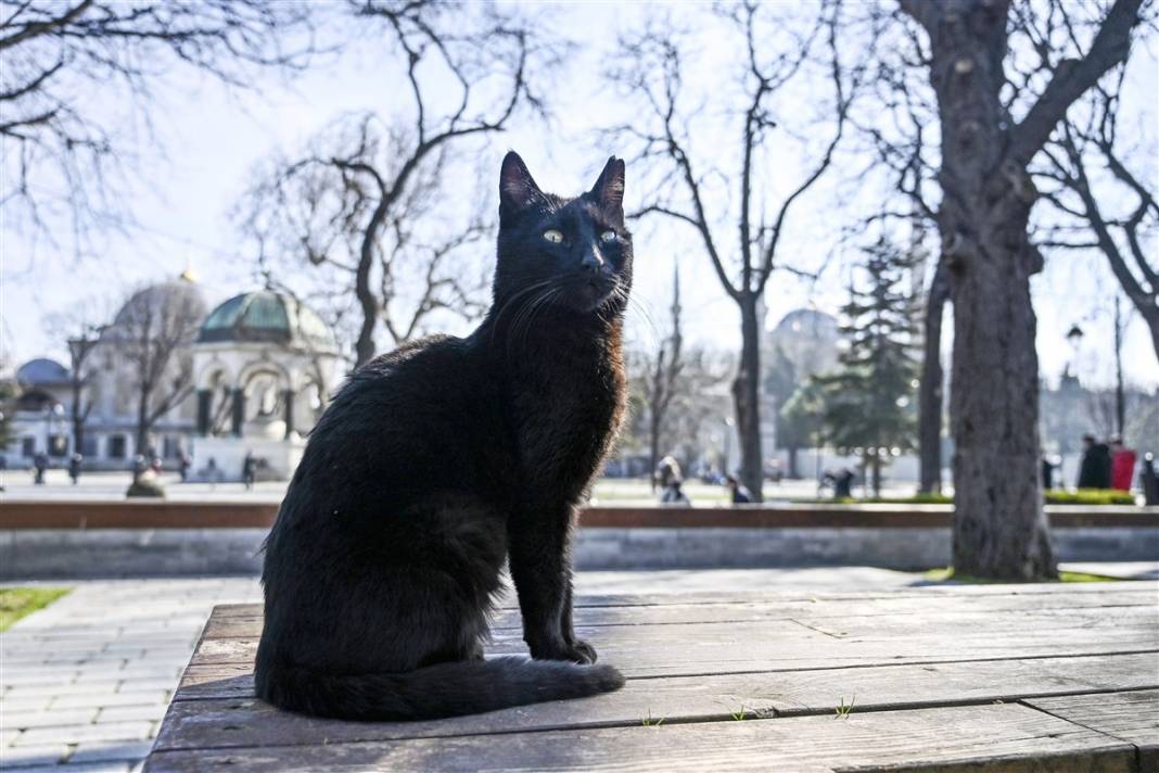'Kedilerin şehri' İstanbul 27