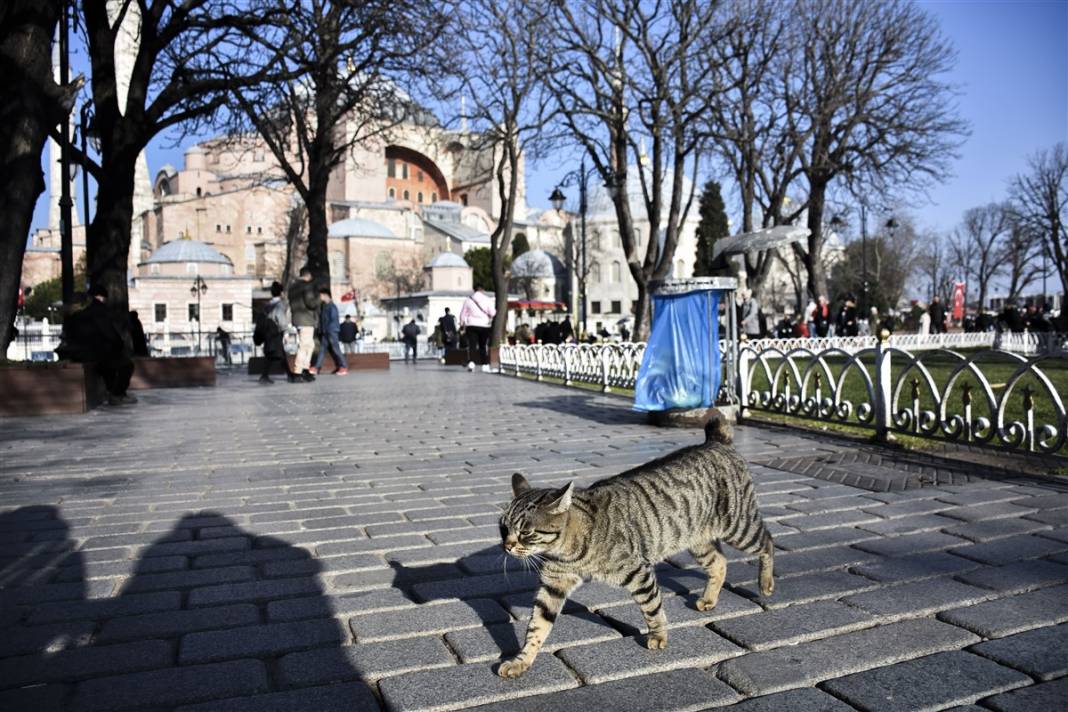 'Kedilerin şehri' İstanbul 26