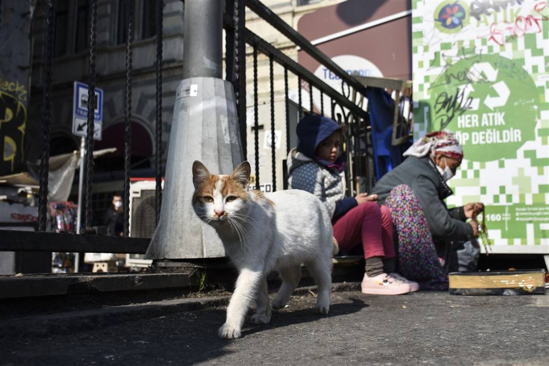 'Kedilerin şehri' İstanbul 25