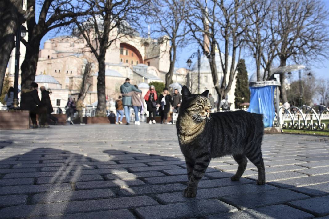 'Kedilerin şehri' İstanbul 24