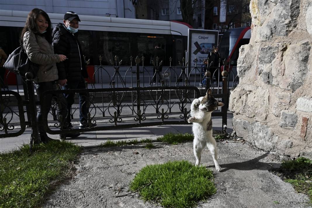 'Kedilerin şehri' İstanbul 23
