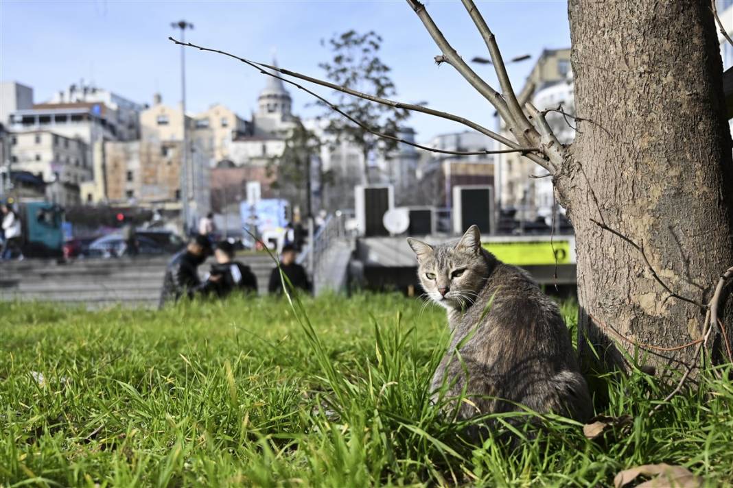 'Kedilerin şehri' İstanbul 21