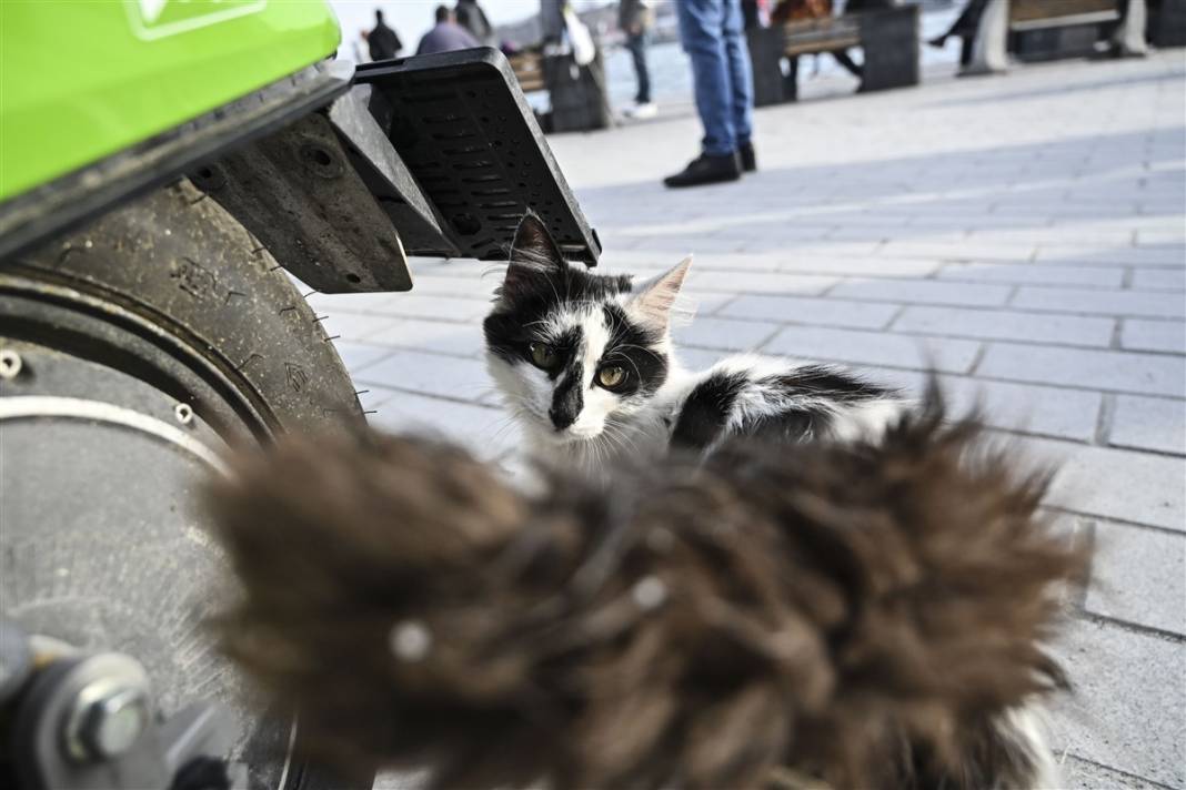 'Kedilerin şehri' İstanbul 22