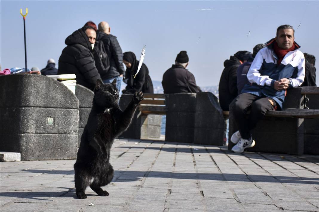 'Kedilerin şehri' İstanbul 20