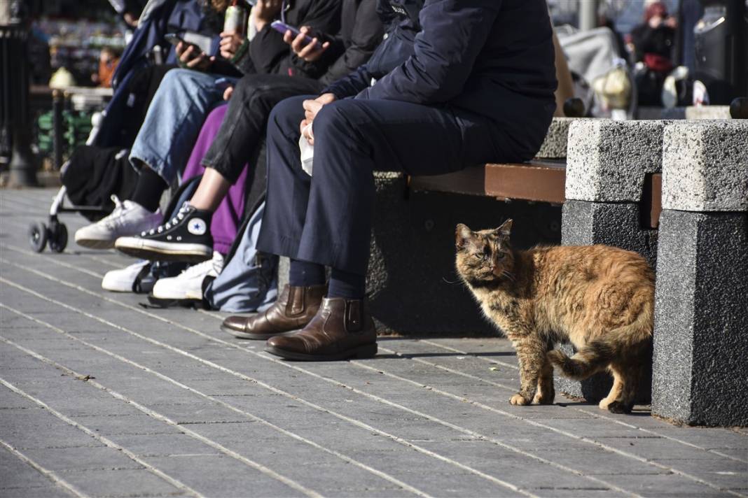 'Kedilerin şehri' İstanbul 19