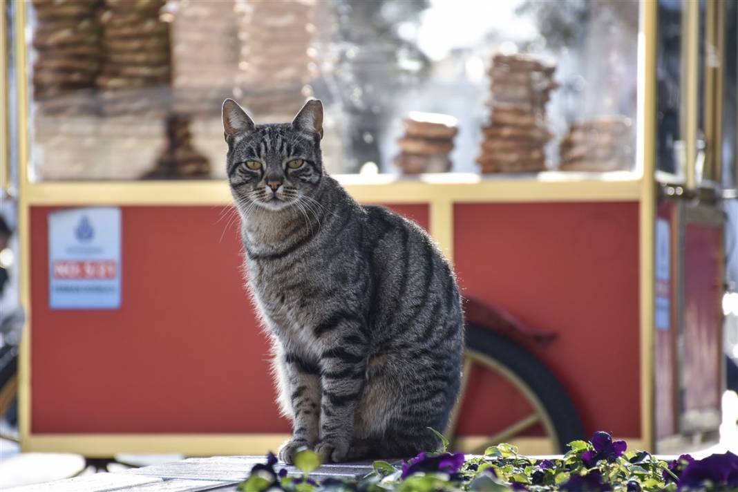 'Kedilerin şehri' İstanbul 17