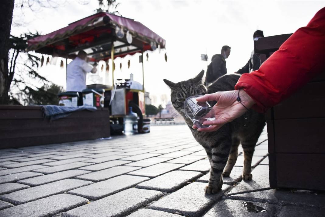 'Kedilerin şehri' İstanbul 15